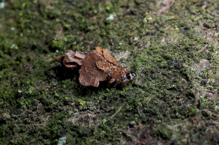 Proutia betulina