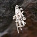 Case & young larvae • Case with young larvae attached, Lleyn, Caerns. • © Ian Kimber