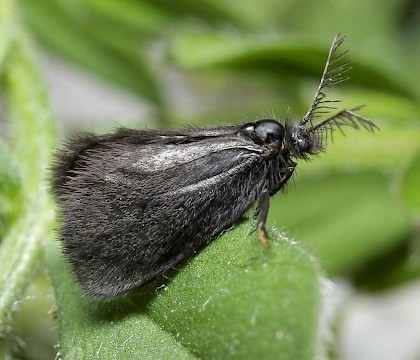 Adult (male) • Essex • © Tristan Bantock