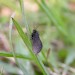 Adult (male) • Park Gate Down, Kent • © Francis Solly