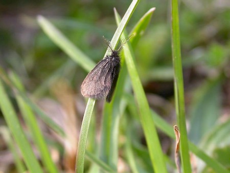 Epichnopterix plumella