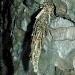 Larval case (female) • New Forest, Hampshire • © David Green/Butterfly Conservation