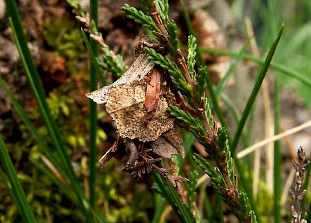 Pachythelia villosella