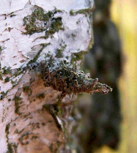 Sterrhopterix fusca