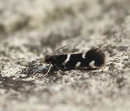 Adult &bull; Portland, Dorset. Reared from larva. &bull; &copy; M. Parsons/Butterfly Conservation
