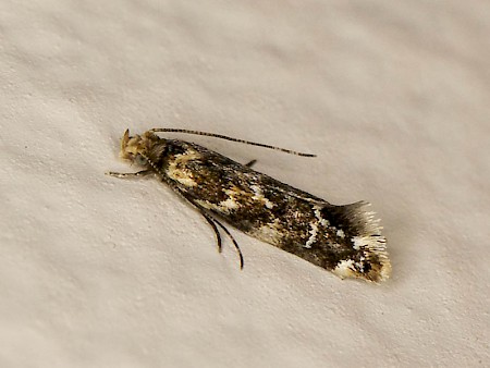 Dryadaula pactolia