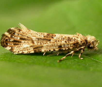 Adult • Astley Moss, Lancs • © Ben Smart