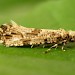 Adult • Astley Moss, Lancs • © Ben Smart