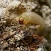 Larva • Astley Moss, Lancs • © Ben Smart