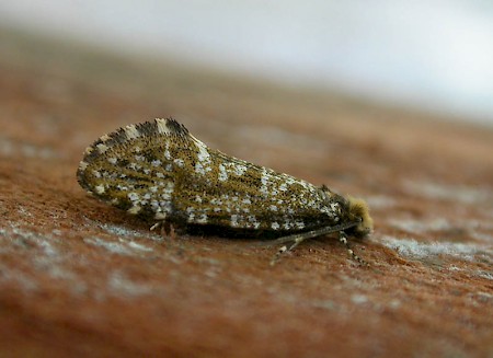 Triaxomera parasitella