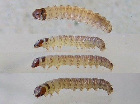 Triaxomera parasitella