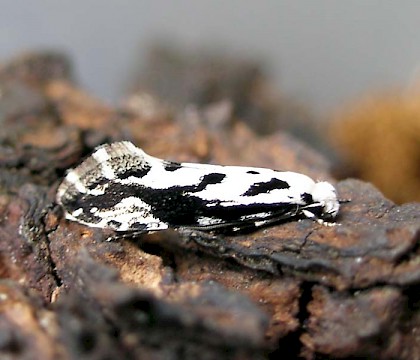 Adult &bull; South Lanarkshire, Scotland, reared from bracket fungus &bull; &copy; Martin Townsend