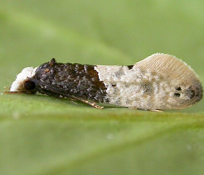 Adult • Reared from Barn Owl pellets, per. J. Voogd, Netherlands • © Ben Smart