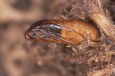 Tapestry Moth Trichophaga tapetzella