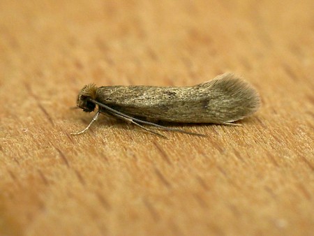 Case-bearing Clothes Moth Tinea pellionella | UKmoths