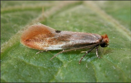 Tinea semifulvella