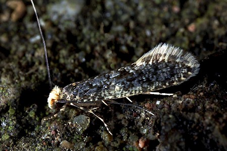 Skin Moth Monopis laevigella