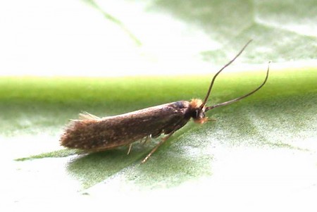 Monopis crocicapitella