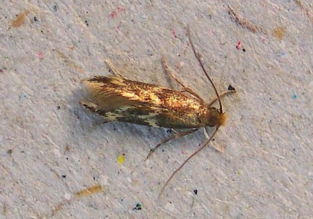 Yellow V Moth Oinophila v-flava