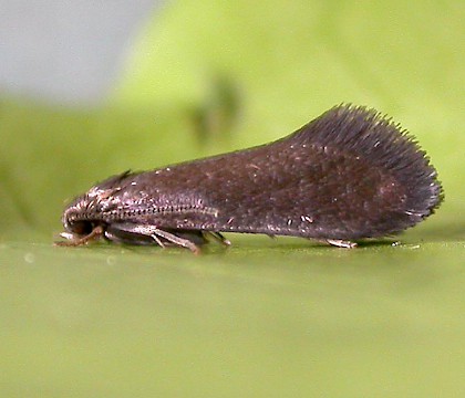 Adult • ex. Larva, Martin Mere, Lancs. • © Ben Smart