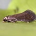 Adult • ex. Larva, Martin Mere, Lancs. • © Ben Smart