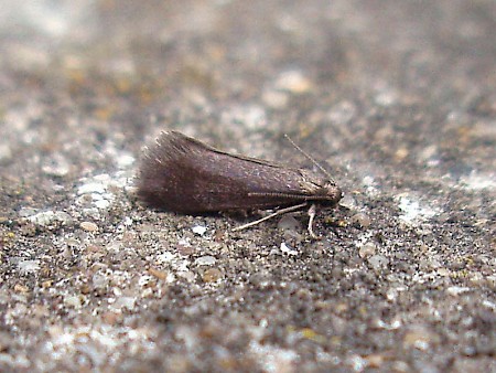 Psychoides verhuella