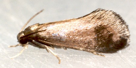 Psychoides verhuella
