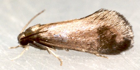 Psychoides verhuella