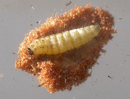 Psychoides verhuella