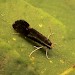 Adult • bred from Polypody fern, Dean Prior, Devon. May 2003 • © John Walters