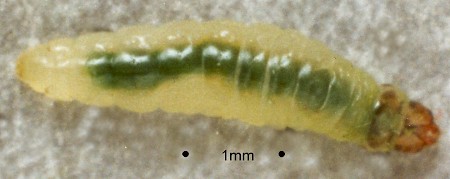 Psychoides filicivora
