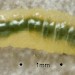 Larva • Thurstaston, Cheshire. Feb.2000. On P. scolopendrium • © Ian Smith
