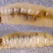 Larva • Prestatyn, Flints. July 1999. On P. scolopendrium • © Ian Smith