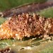 Pupal case • Prestatyn, Flints. July 1999. On P. scolopendrium • © Ian Smith