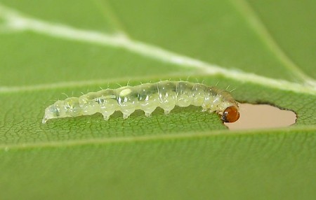 Roeslerstammia erxlebella