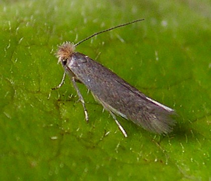 Adult • Reared from mines on Achilleum millefoliata, Flixton, Greater Manchester. • © Ben Smart