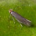 Adult • Reared from mines on Achilleum millefoliata, Flixton, Greater Manchester. • © Ben Smart