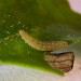 Larva • St. Helens, Greater Manchester • © Ben Smart