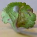 Moulting cocoon on Leucanthemum • St. Helens, Greater Manchester • © Ben Smart