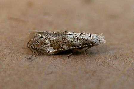 Bucculatrix frangutella