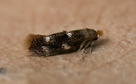 Bucculatrix cidarella