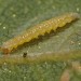 Larva • Montgomeryshire • © Maria Wagland