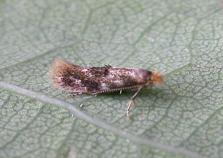 Bucculatrix ulmella