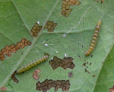 Bucculatrix ulmella