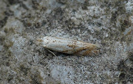 Bucculatrix bechsteinella