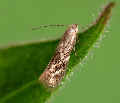 Adult • Wyre Forest, Shropshire. Gen. det. PC. • © Patrick Clement