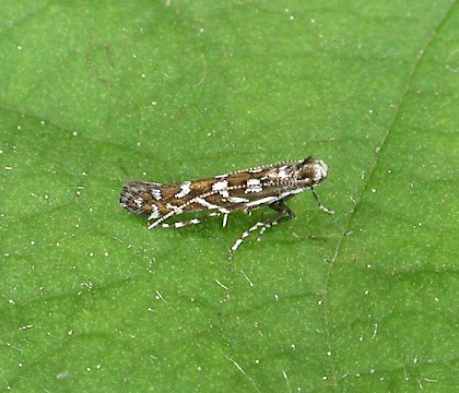 Adult • Leam Valley NR, Warks; reared from larva. • © Martin Kennard