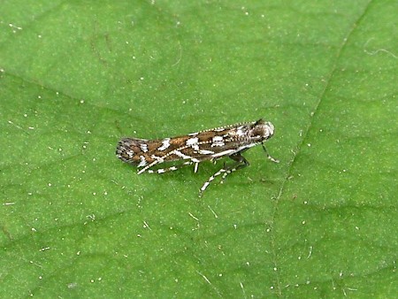 Parectopa ononidis