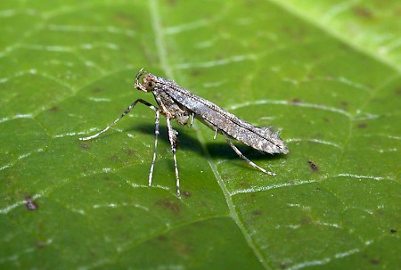 Caloptilia cuculipennella