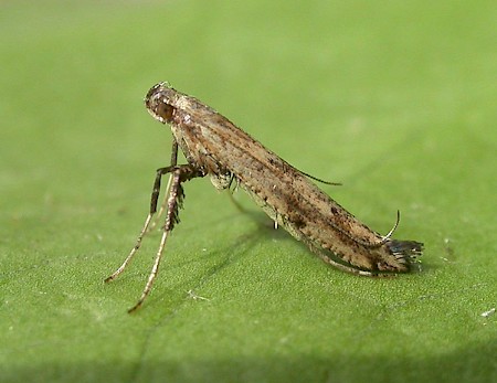 Caloptilia populetorum